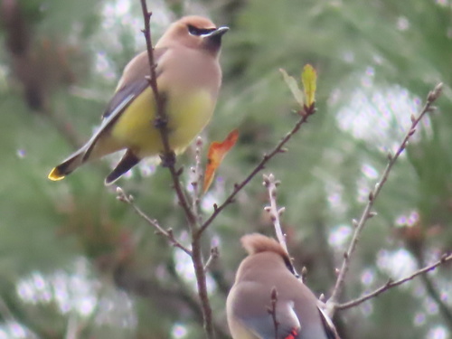 Bombycilla cedrorum image