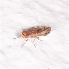 Peplomyza