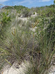 Sclerodactylon macrostachyum