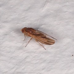 Peplomyza