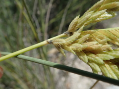 Sclerodactylon macrostachyum