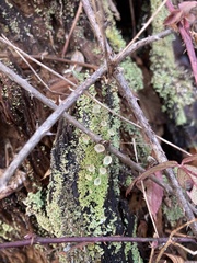 Cladonia asahinae