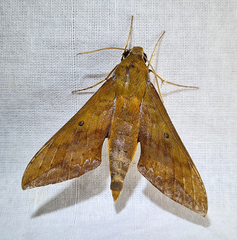 Rhagastis olivacea