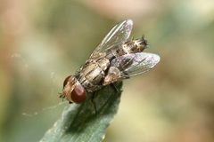 Miltogramminae