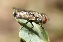 Miltogramminae