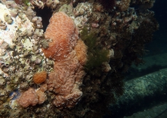 Aplidium nordmanni