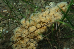 Aplidium turbinatum
