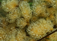 Aplidium turbinatum