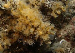 Aplidium turbinatum