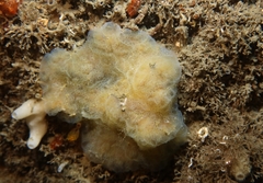Aplidium glabrum