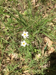 Leptosiphon latisectus