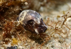 Haminoea exigua