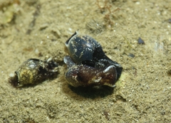 Haminoea exigua