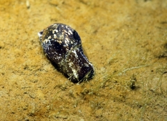 Haminoea exigua