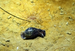 Haminoea exigua
