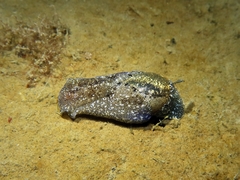 Haminoea navicula