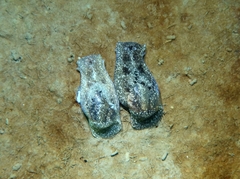 Haminoea navicula