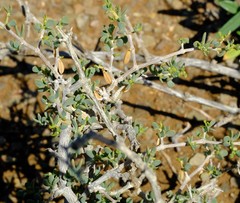 Roepera lichtensteiniana