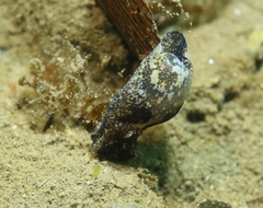 Haminoea exigua