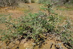 Roepera lichtensteiniana