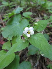 Viola ocellata