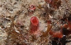 Microcosmus polymorphus