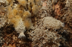 Sycon ciliatum