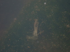 Macrobrachium dienbienphuense