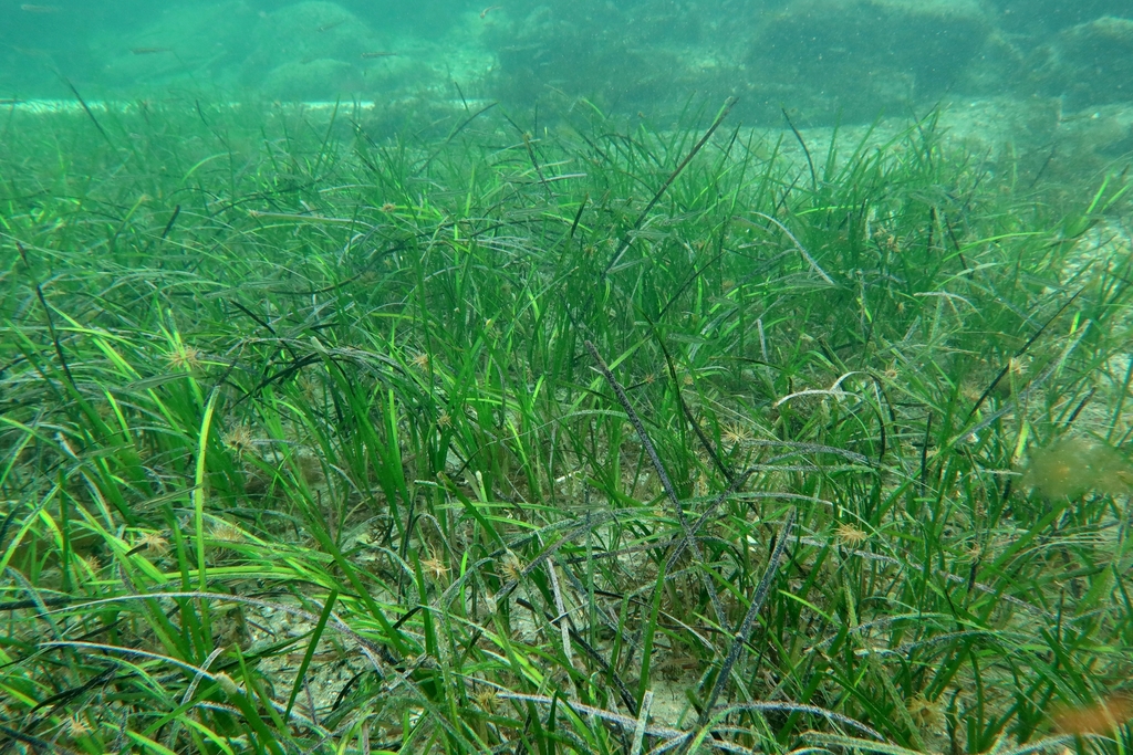 Zostera Marina Flowers