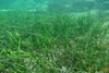 Eelgrass - Photo (c) Xavier Rufray, some rights reserved (CC BY-NC), uploaded by Xavier Rufray