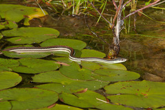 Thamnophis proximus rubrilineatus