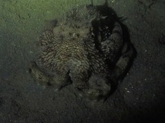 Amphioctopus marginatus
