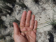 Tricholaena monachne