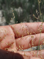 Tricholaena monachne
