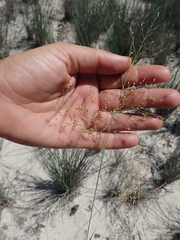 Tricholaena monachne