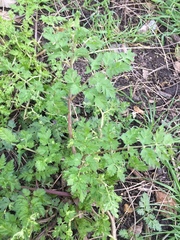 Anthriscus sylvestris