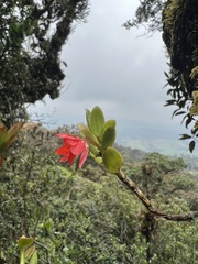 Fernandezia