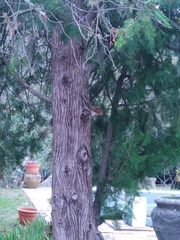 Sciurus vulgaris