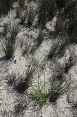 Tricholaena monachne