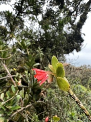 Fernandezia