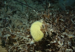Haminoea navicula