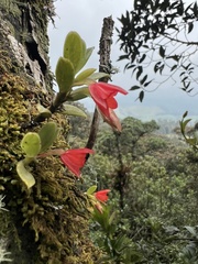 Fernandezia