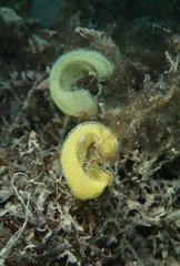 Haminoea navicula