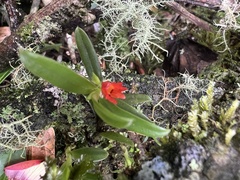Fernandezia
