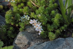 Sedum gracile