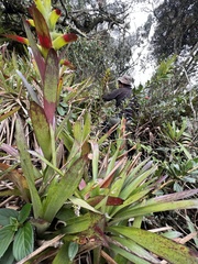 Guzmania squarrosa