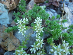 Sedum gracile