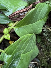 Pentacalia
