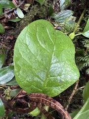 Pentacalia