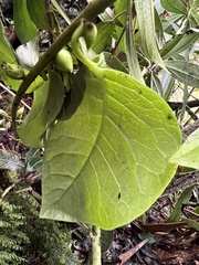 Pentacalia